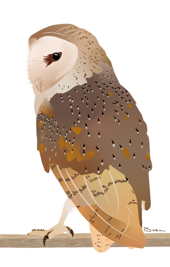 Art print of a barn owl on a rafter looking over his shoulder at the viewer