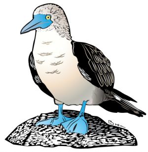 Art print of a blue footed booby bird