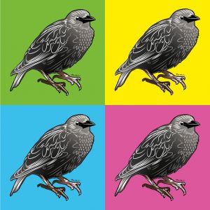 An art print of grey juvenile starlings on four different backgrounds, green, yellow, blue, pink