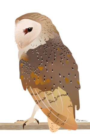Art print of a barn owl on a rafter looking over his shoulder at the viewer