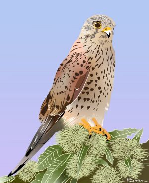 Kestrel sitting in a sweet chestnut tree