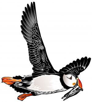 Flying puffin