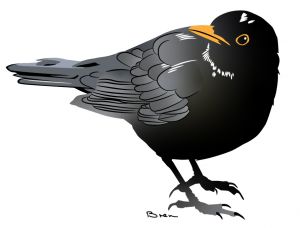 Blackbird drawing