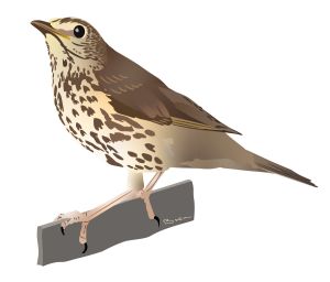 Song Thrush on a branch in the Isles of Scilly